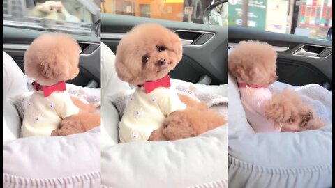 Cute Puppy 😍🥺| Most famous Video