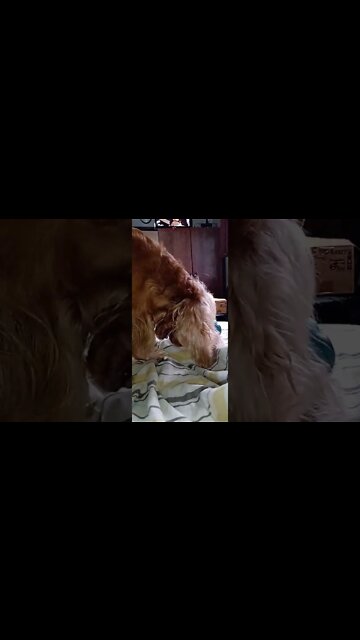 #dogshow , #animals , #dog , #shorts