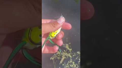 Testing the 1$ Walmart Frog LURE!