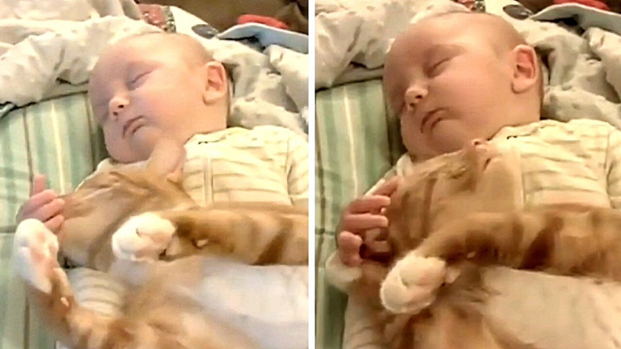 Cute baby hugs a cat while having a good nap