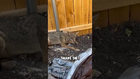 Protein Shake For Coyote? 🤣