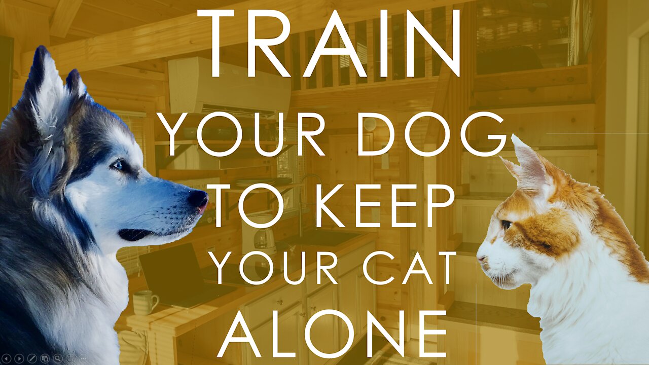 Train your dog how to keep your cat alone