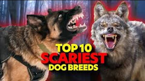 THE MOST DANGEROUS DOGS IN THE WORLD