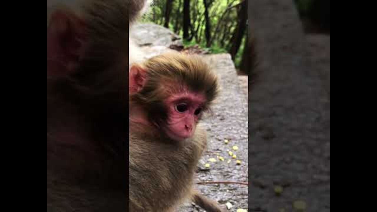 Poor Monkey Videos - Monkey Videos - Funny Monkey Videos - Cute Monkey Videos #Shorts