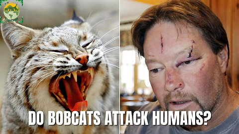 Do bobcats attack humans? | ANIMALS PEA