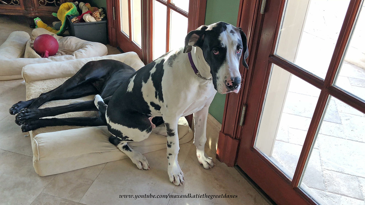 Puppy sits on top of Great Dane's head