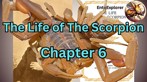 The Scorpion Pairing - Chapter 6 - The Life of the Scorpion by Jean Henri Fabre