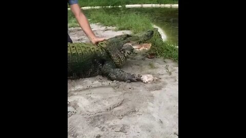 The alligator couldn't catch the chicken, so he got upset, freaked out, and left.