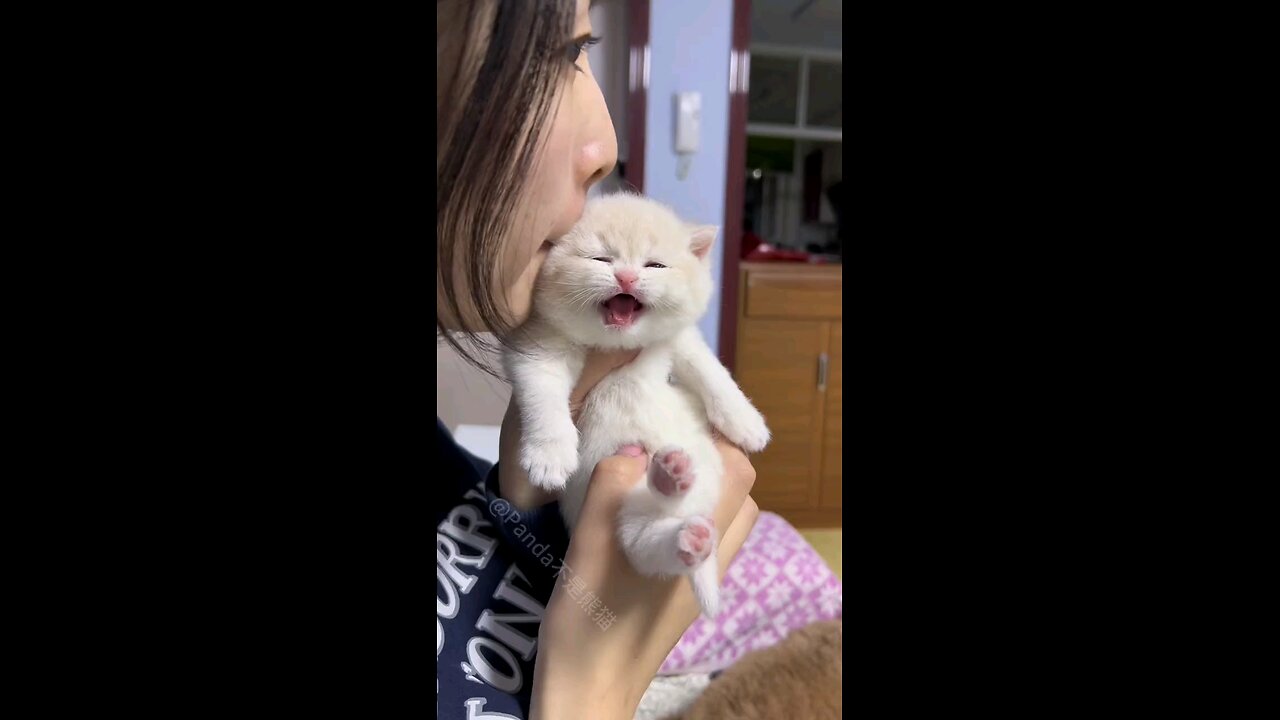 Kittie