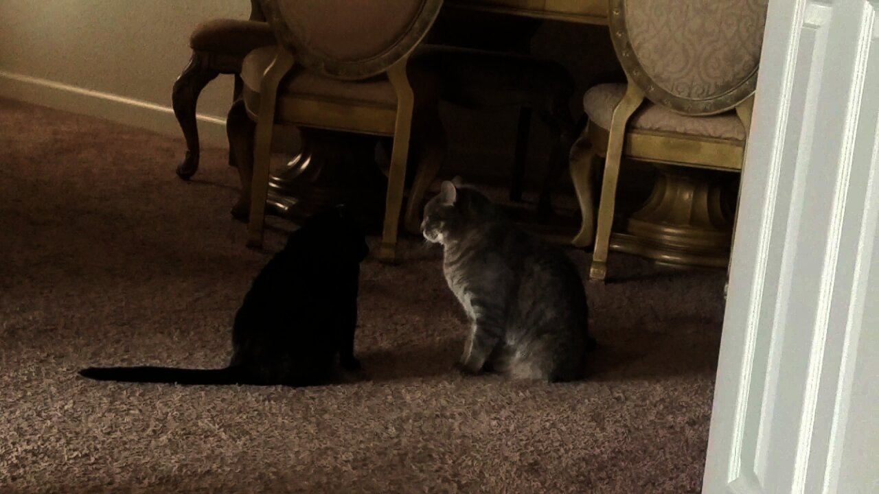 Morgan and Biscuit