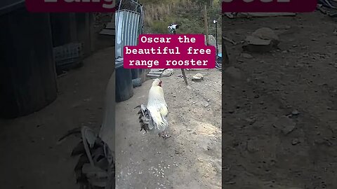 Oscar the free range rooster #freerange