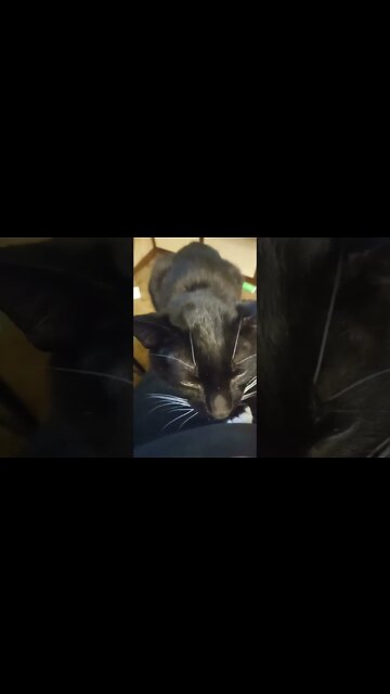 Booping the kitty #shorts #shortsvideo #shortsfeed #catvideos
