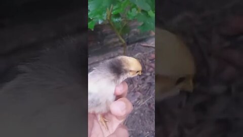 Bolsonaristas, Petistas e Centristas FILH0S DA P... NEGARAM INTERVENÇÃO MILITAR! SOFRAM! É TARDE!