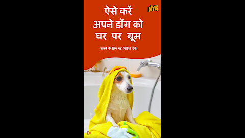 अपने pet डॉग को घर पर ग्रूम करने के लिए टॉप 4 टिप्स *