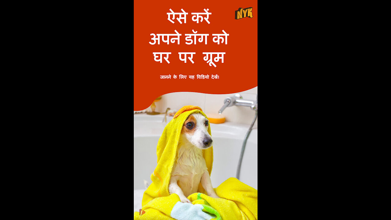 अपने pet डॉग को घर पर ग्रूम करने के लिए टॉप 4 टिप्स *