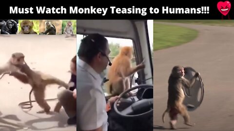 Funny Monkey teasing to Humans Must Watch!!!