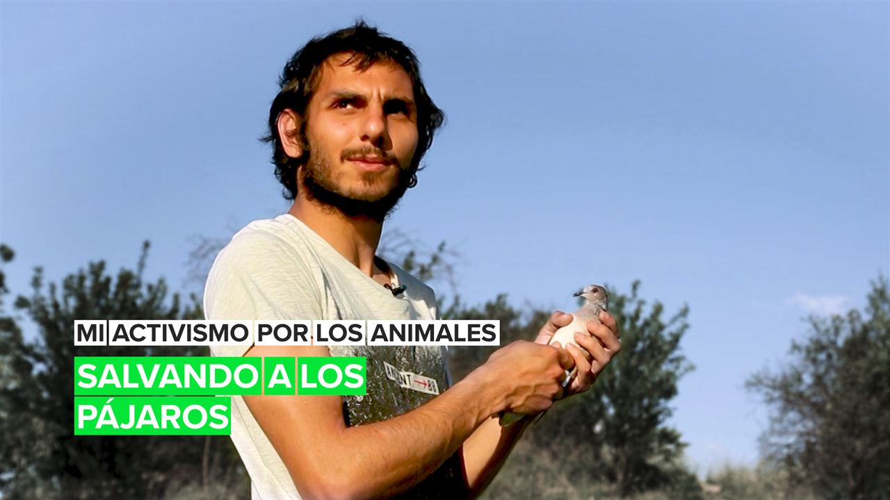 Activistas por los animales: Salvando a los pájaros