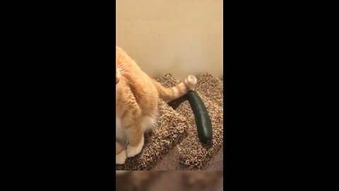 Cat funny video