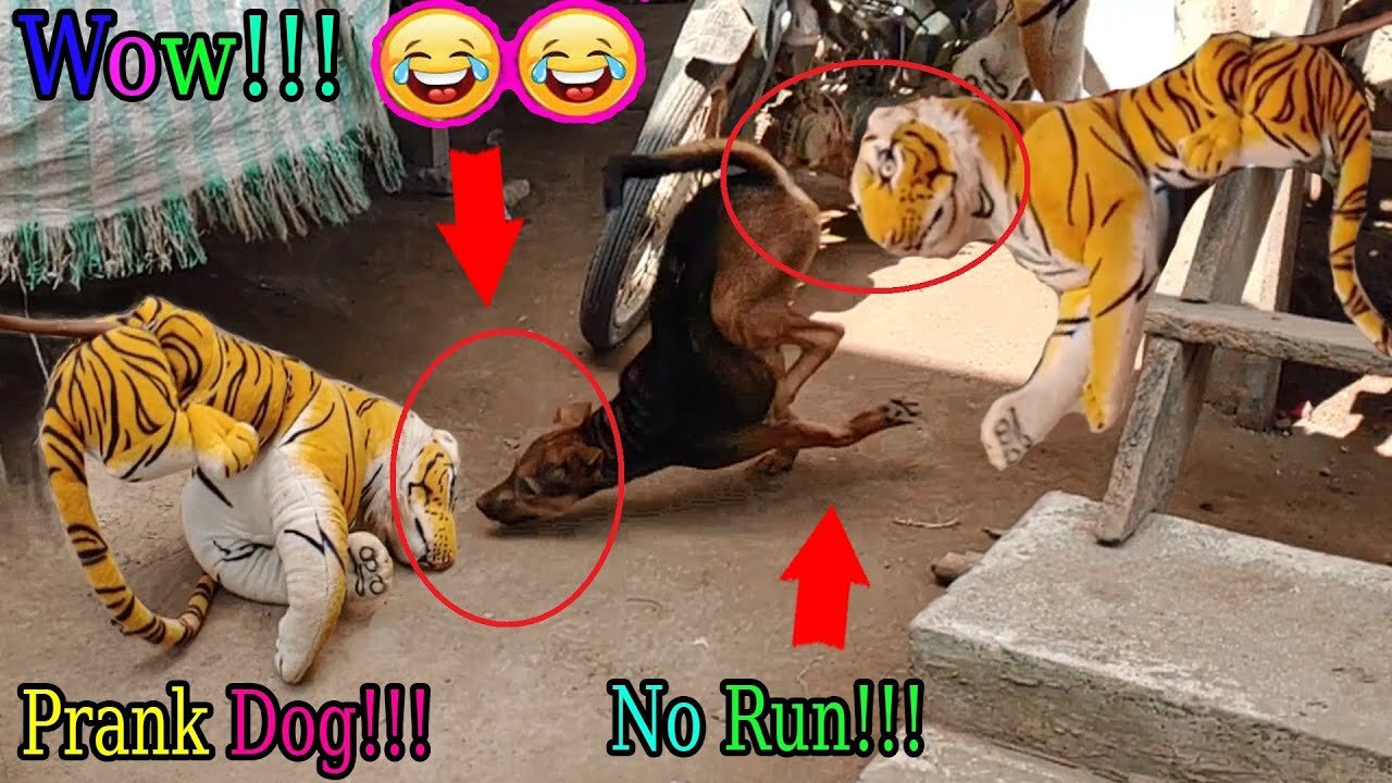 Fake Tiger Prank Dog So Funny