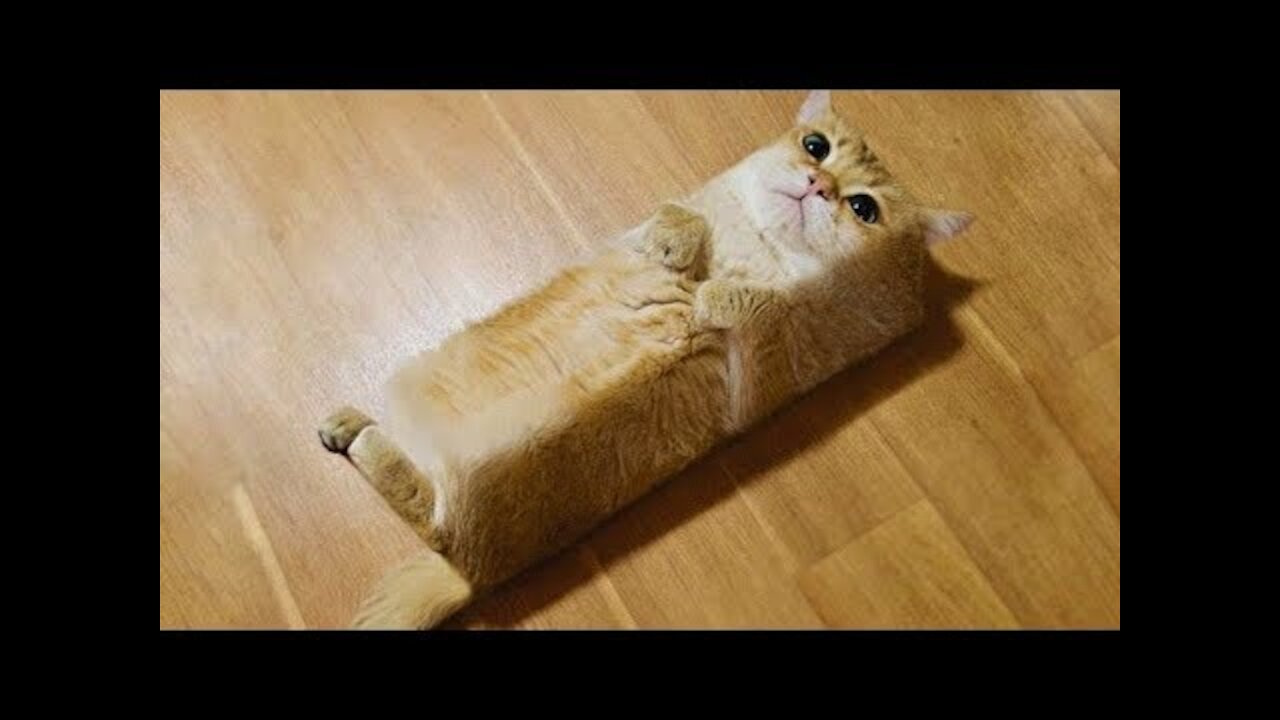 Best Cute Pets And Funny Animals Compilation #23