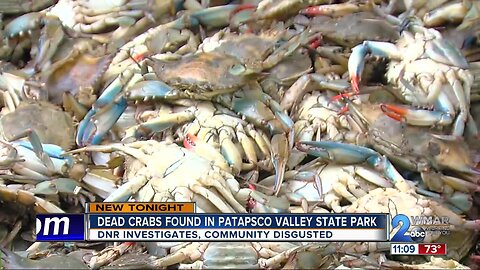 Dozens of dead crabs dumped in Patapsco Valley State Park