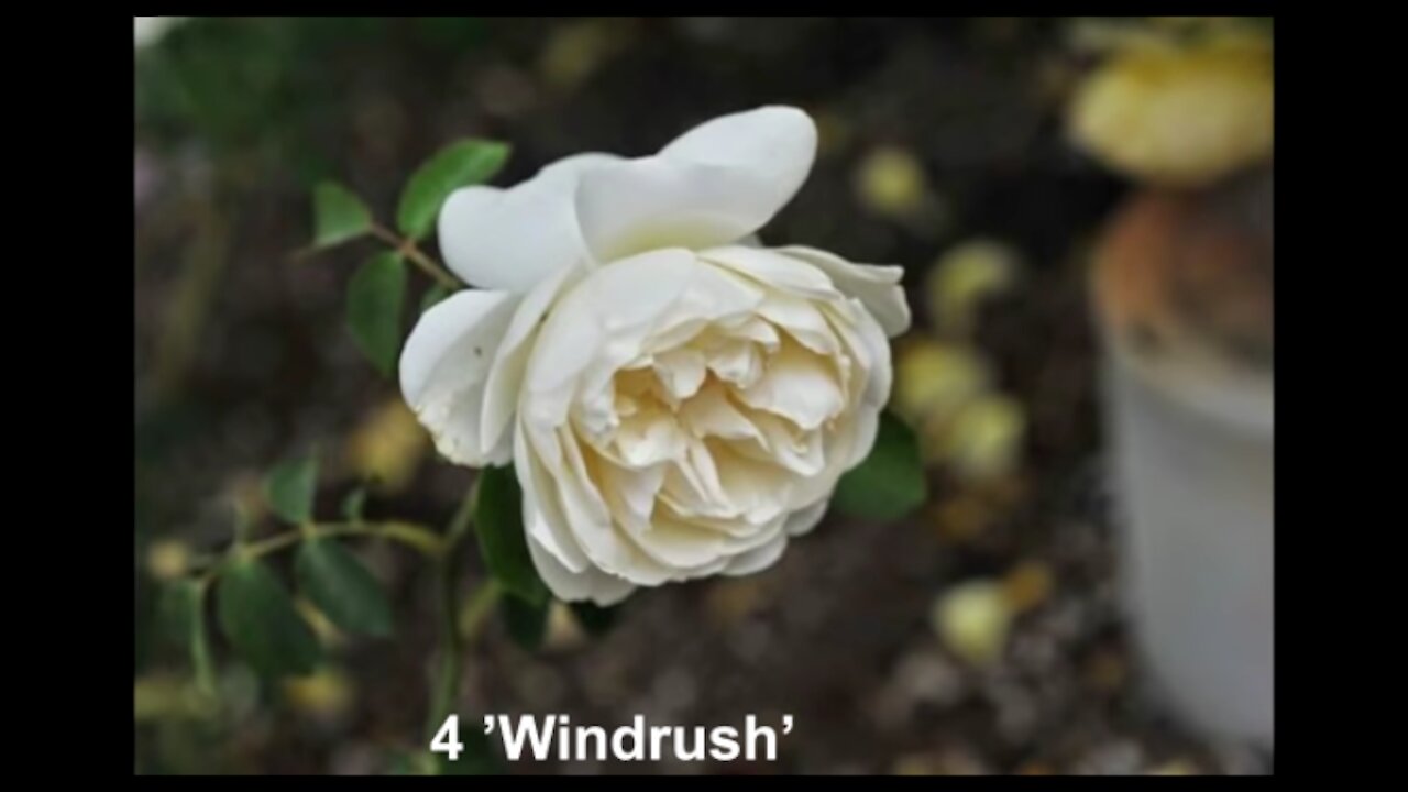 Beautiful Roses | Top Ten Roses - Top 10 Beautiful Flowers