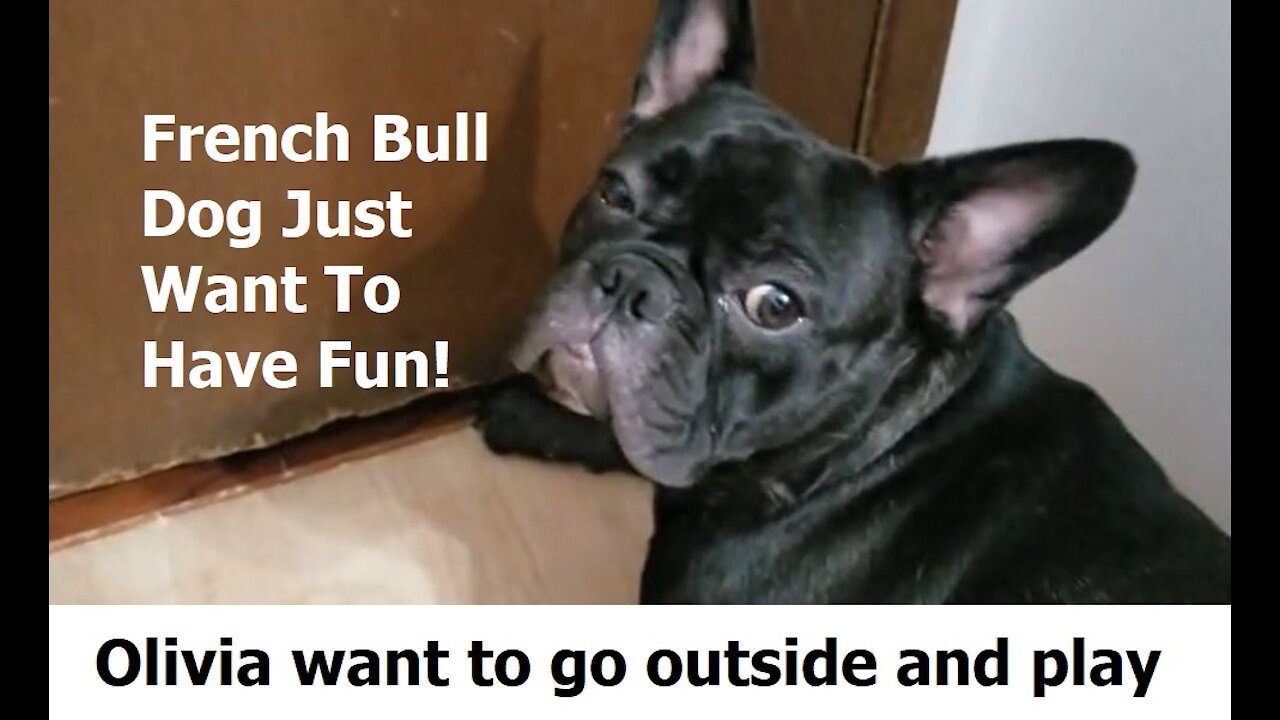 French Bull Dog Just Want To Have Fun