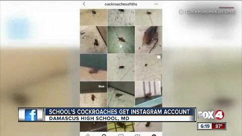 Maryland high school gets an Instagram dedicated to roaches