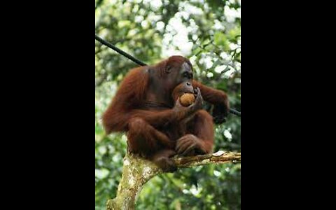 INSANE! A Man Tosses A Treat At An Orangutan What Happens Next Has Everyone Laughing In Disbelief