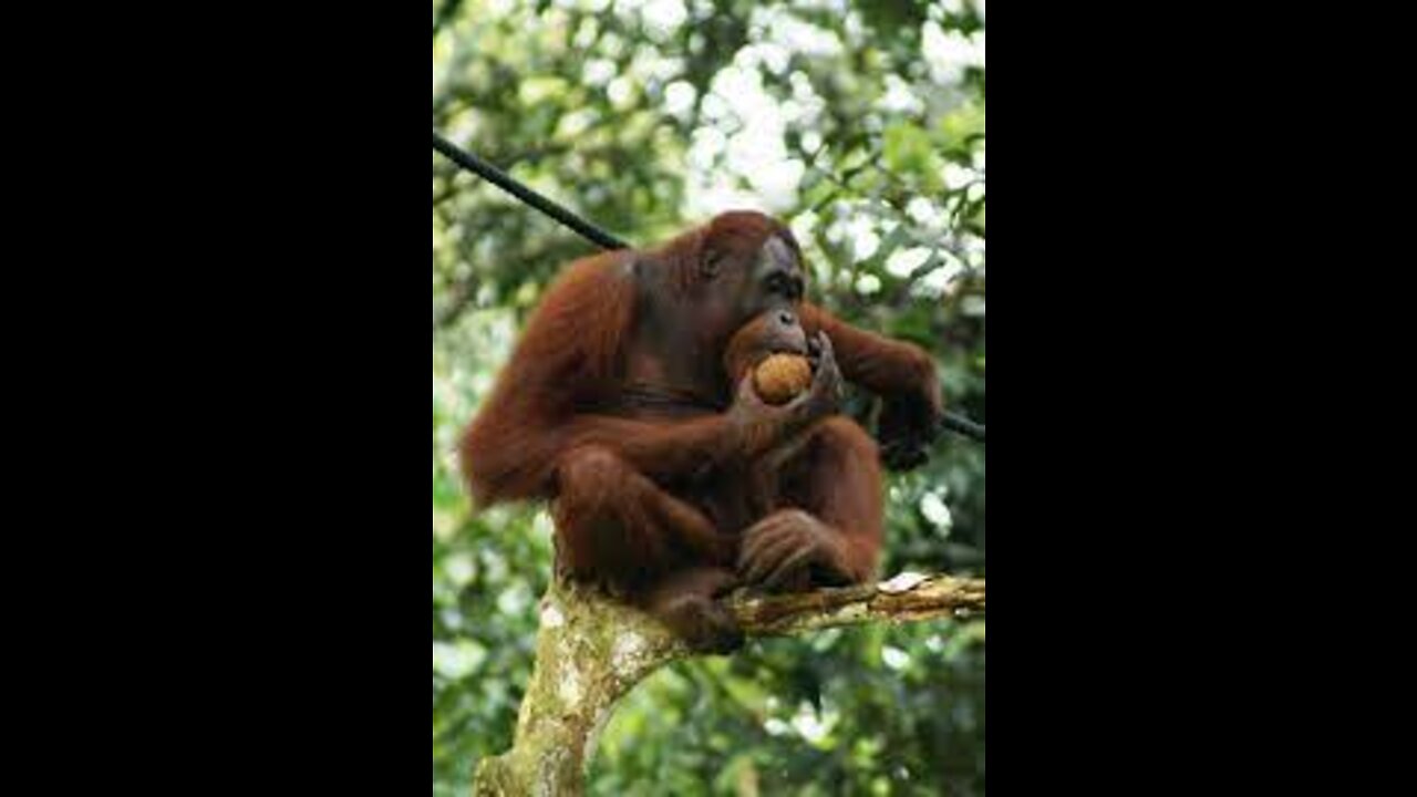 INSANE! A Man Tosses A Treat At An Orangutan What Happens Next Has Everyone Laughing In Disbelief