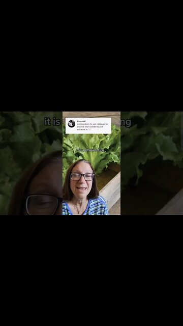 Escarole is Not Cabbage