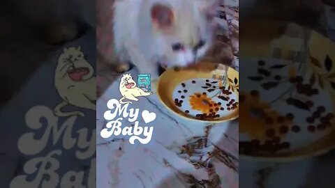 My Baby Cat😻🙀😽#eatingtime #innocentcat #viral #trending #shortyoutube #eating #biscuit #goviralvideo