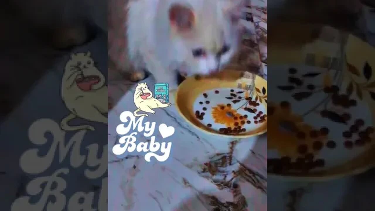 My Baby Cat😻🙀😽#eatingtime #innocentcat #viral #trending #shortyoutube #eating #biscuit #goviralvideo