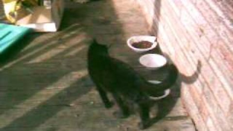 crazy american cat