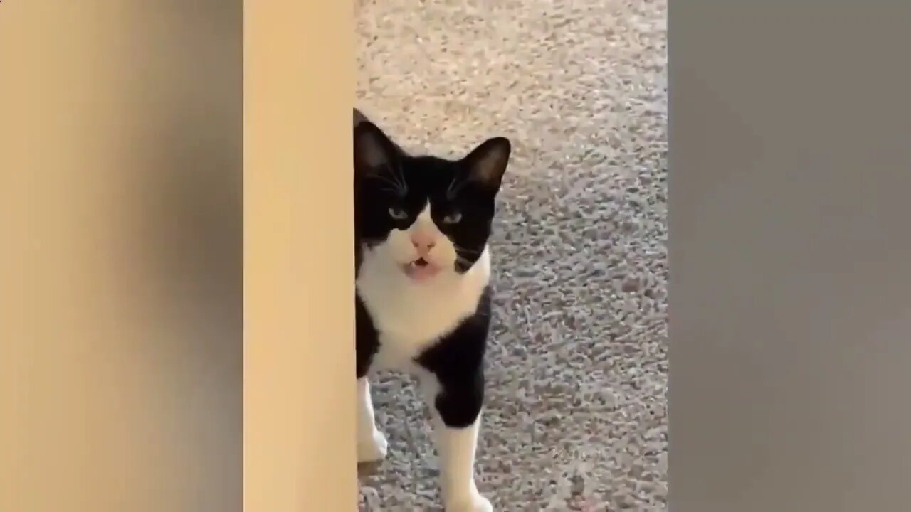 Ethiopian Funny Dogs And Cats Reaction To Food Animal Reaction🐶🐱😃