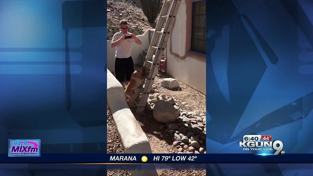 Dog climbs ladder