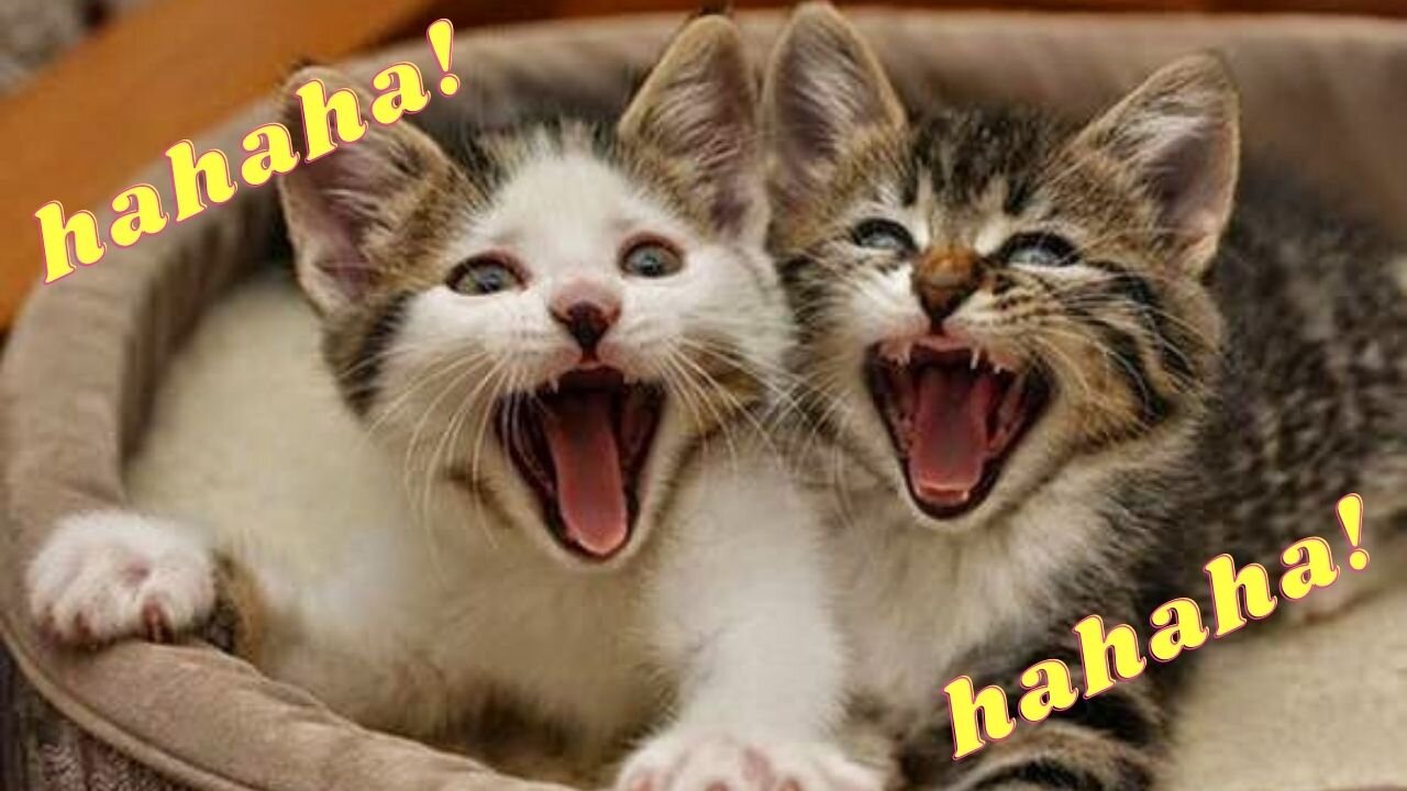 Super funny cats just laugh