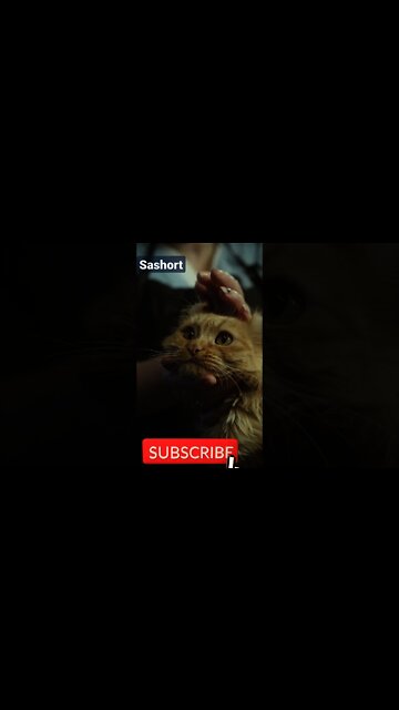 cute cat 😺😍😍😺|amazing 🐈🐈