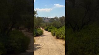 Walking Through Magical Olive Groves | Pamela Storch | Adon Olam