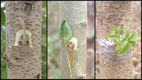 New Farmer’s fruit tree grafting survival mainly depends on the ability of the rootstock and scion