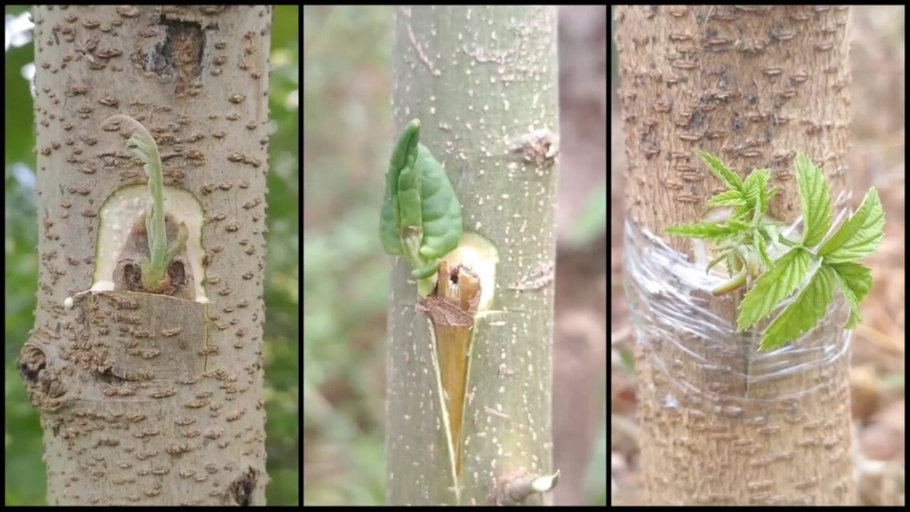 New Farmer’s fruit tree grafting survival mainly depends on the ability of the rootstock and scion