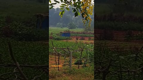 Vegetable Farming in Goa #naturephotography #goa #youtubeshorts #shortvideo #viral #shorts #nature