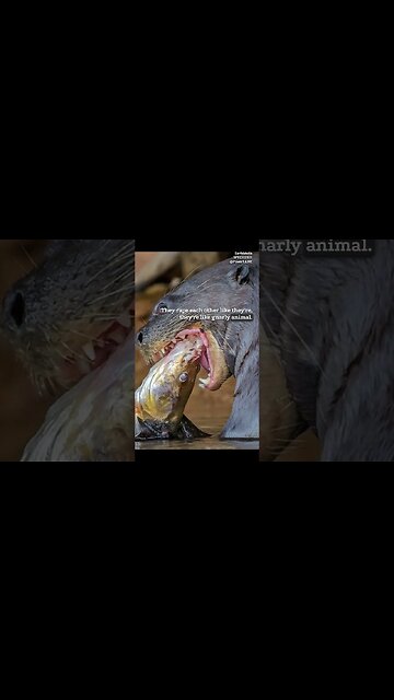 Humans' Misconception About Cute Looking Animals