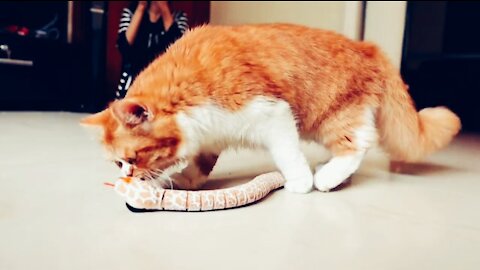 Toy Snake vs Cat