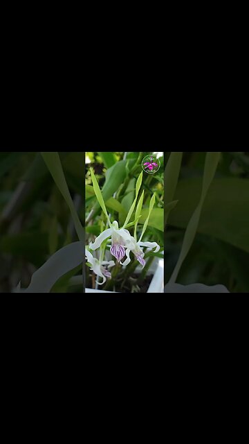 18 SPIKES Antelope Type Species Dendrobium Specimen Orchid #ninjaorchids #dendrobium #blooms