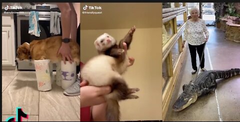 Try Not To Laugh To These ANIMAL TikToks