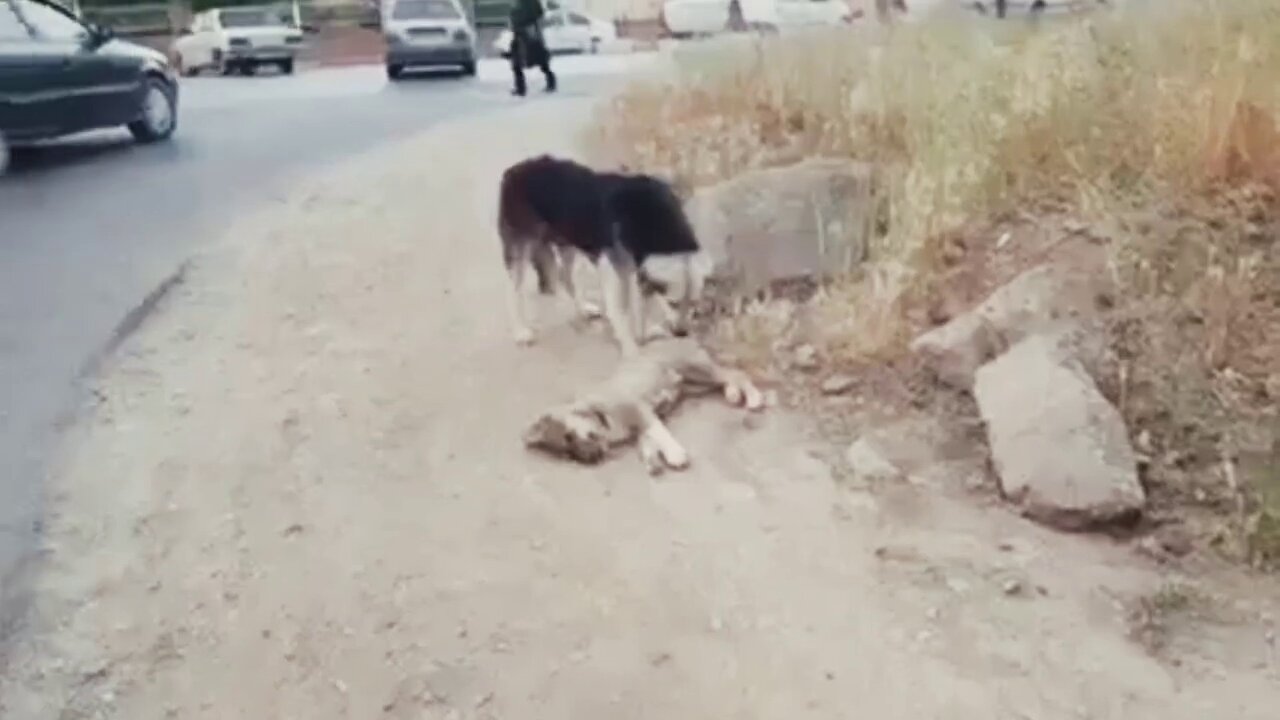 Dog asking for help from his friend