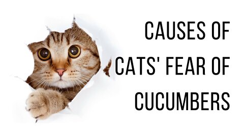 Causes of Cats' Fear of Cucumbers