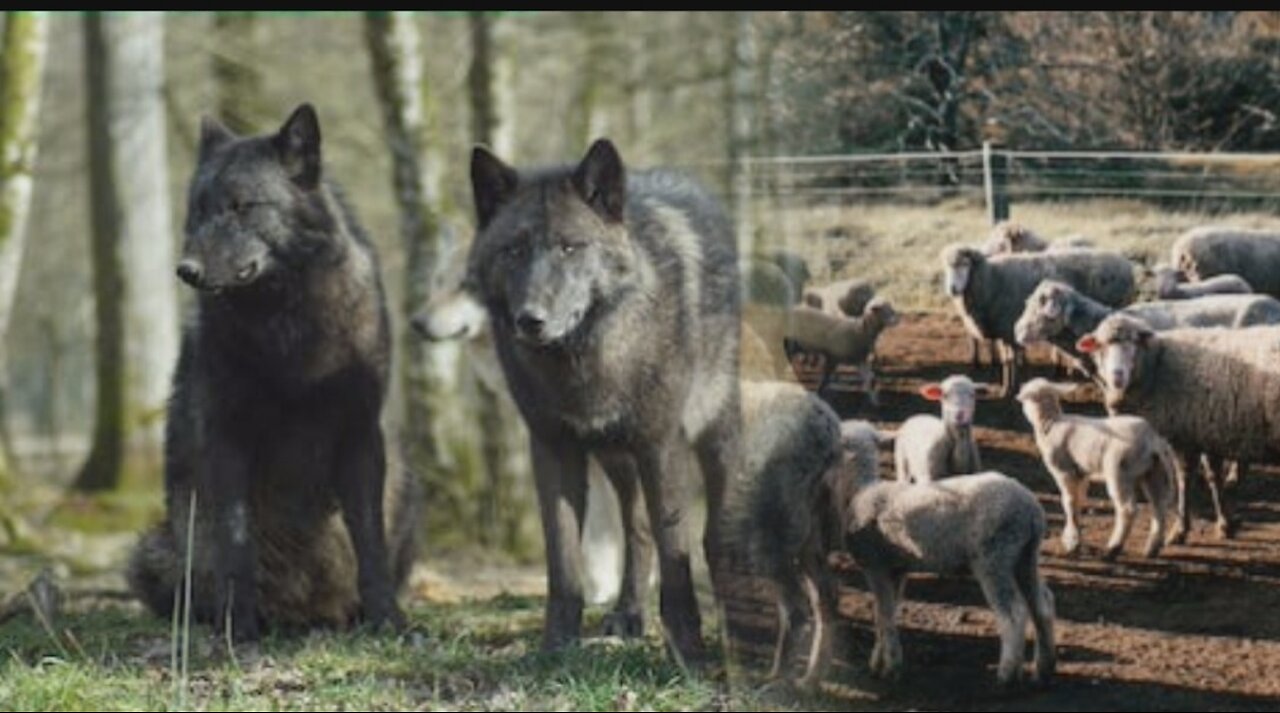 शेर नही, भेड़िया बनो ।। Don't be a lion, be a wolf ।।