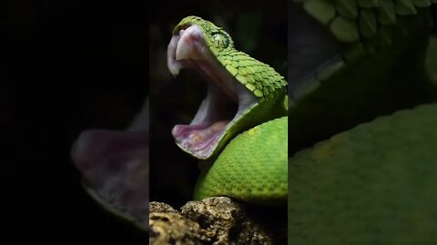 omg 😱😱😱😱 🐍🐍🐍🐍 #shorts